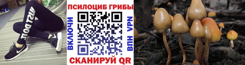 Псилоцибиновые грибы мицелий  Курчалой 